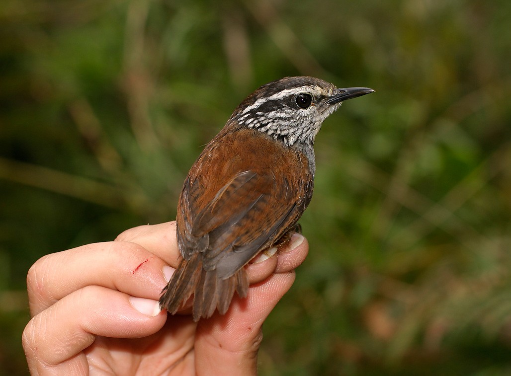 Gray-breasted Wood-Wren - ML628889709