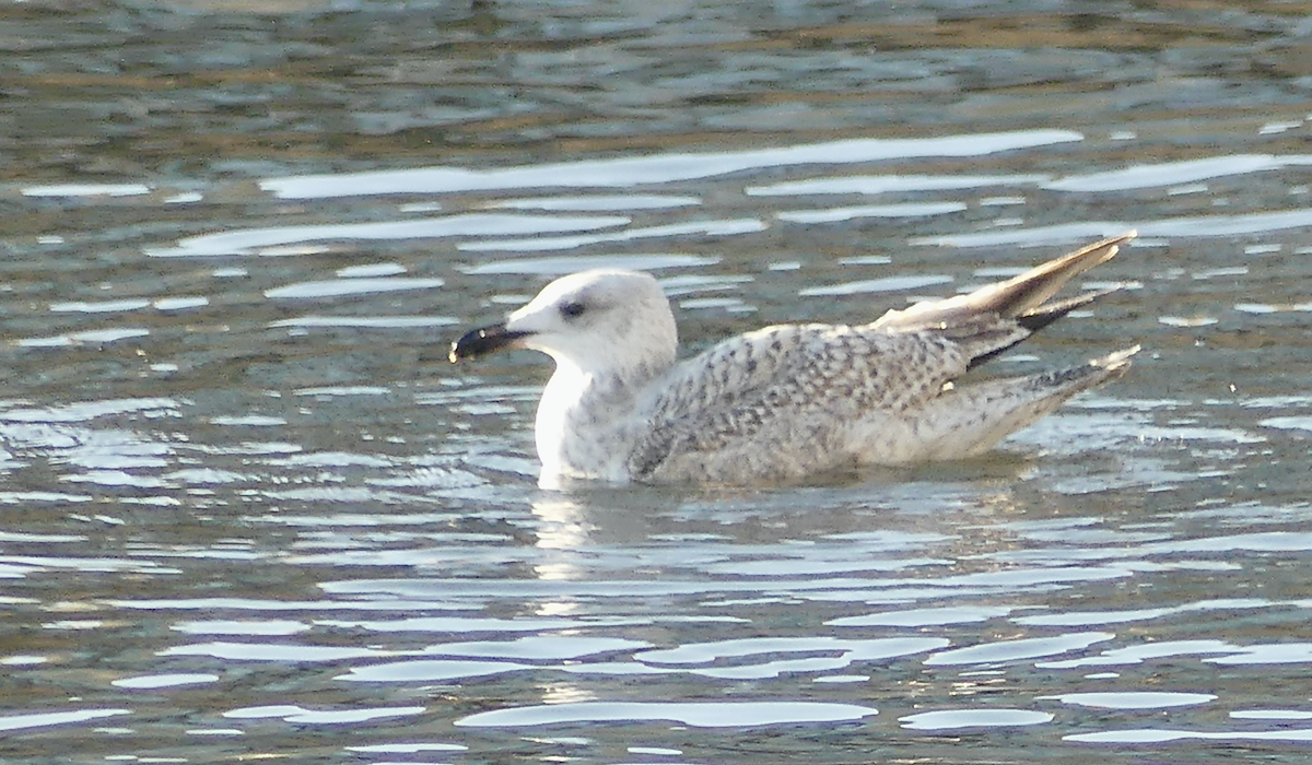 Larus sp. - ML628889725