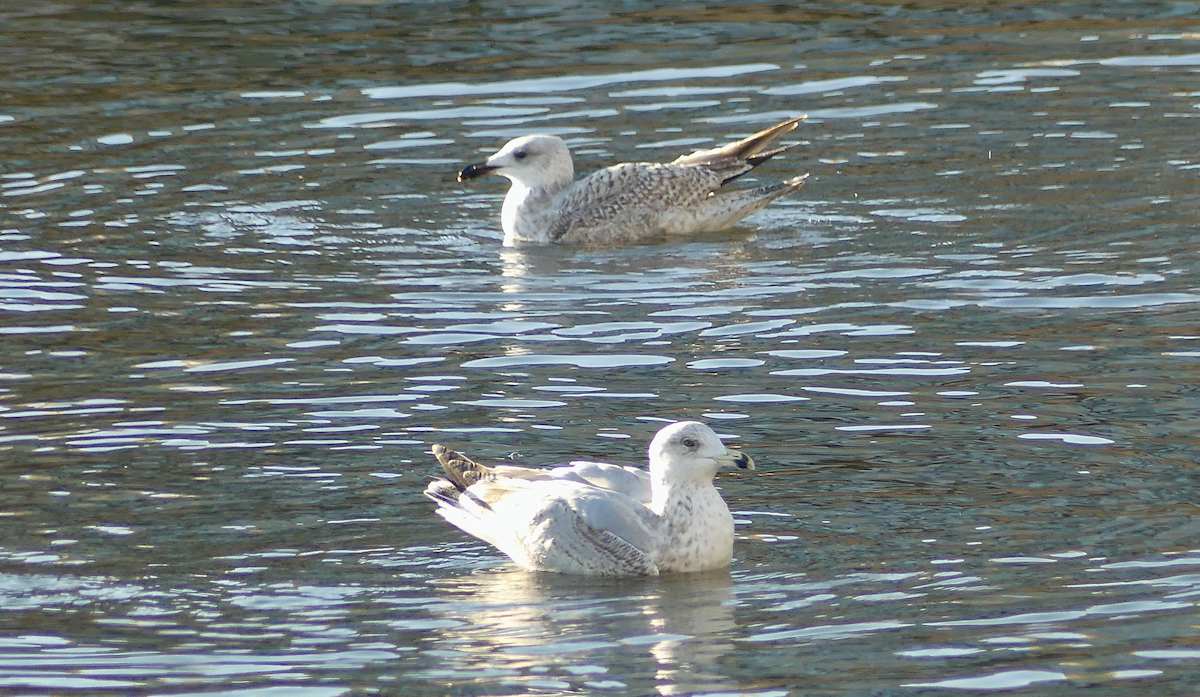 Larus sp. - ML628889731