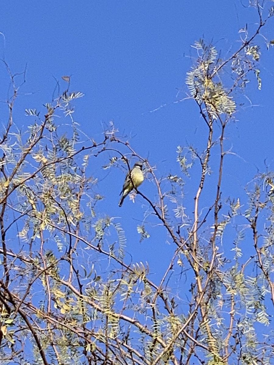Cassin's Kingbird - ML628890115