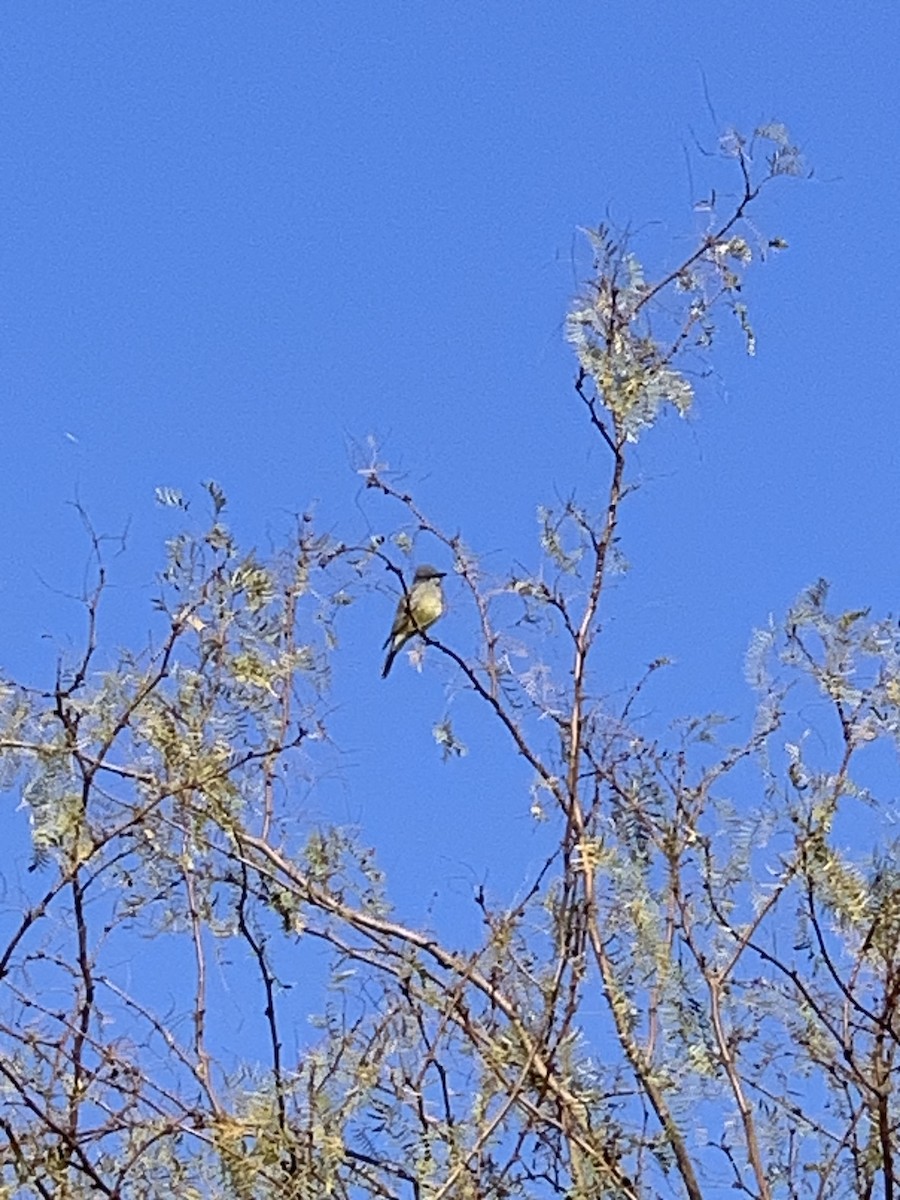 Cassin's Kingbird - ML628890116