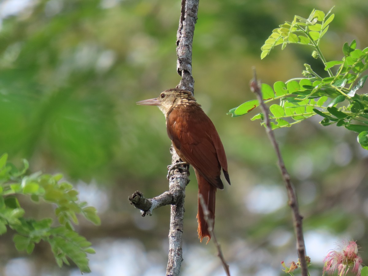 Straight-billed Woodcreeper - ML628890189