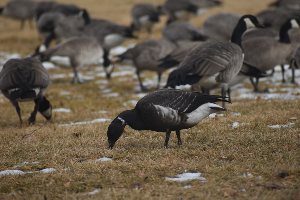 Branta musubeltza (nigricans) - ML628890319