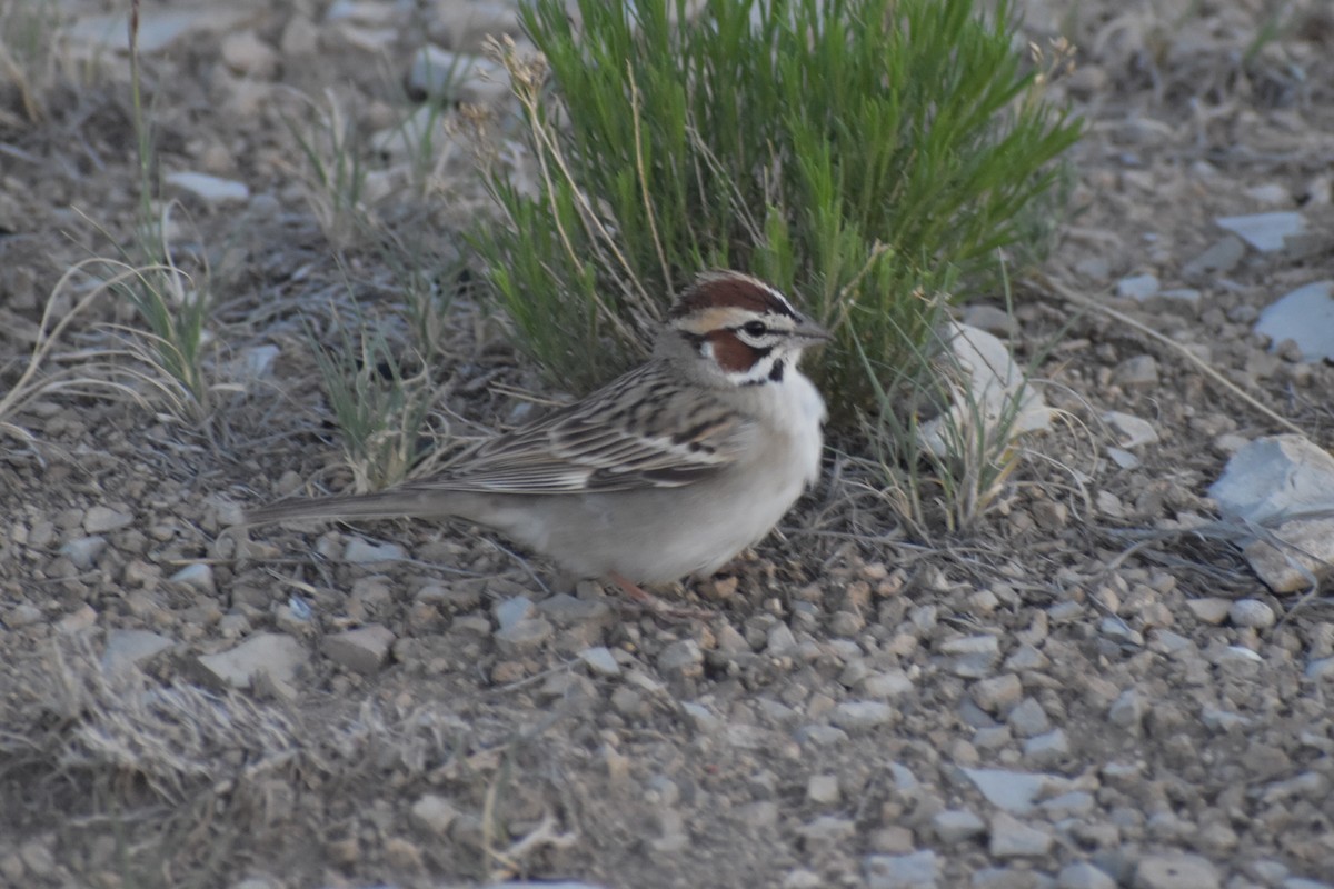 Lark Sparrow - ML628890370