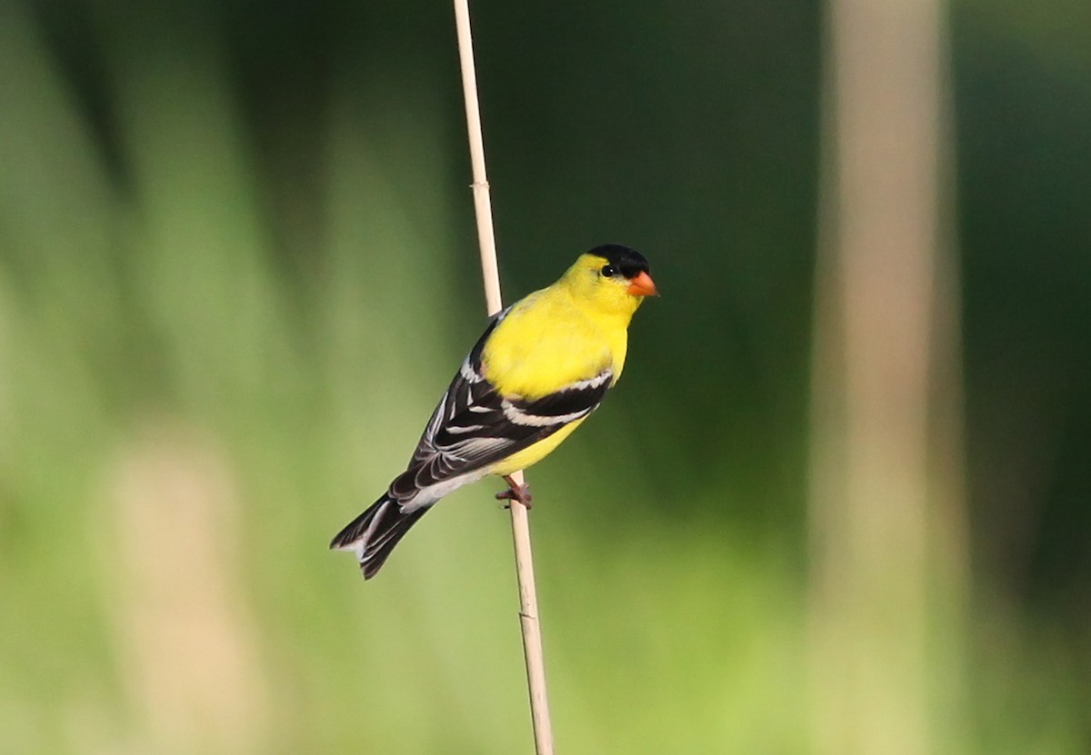 American Goldfinch - ML628890391