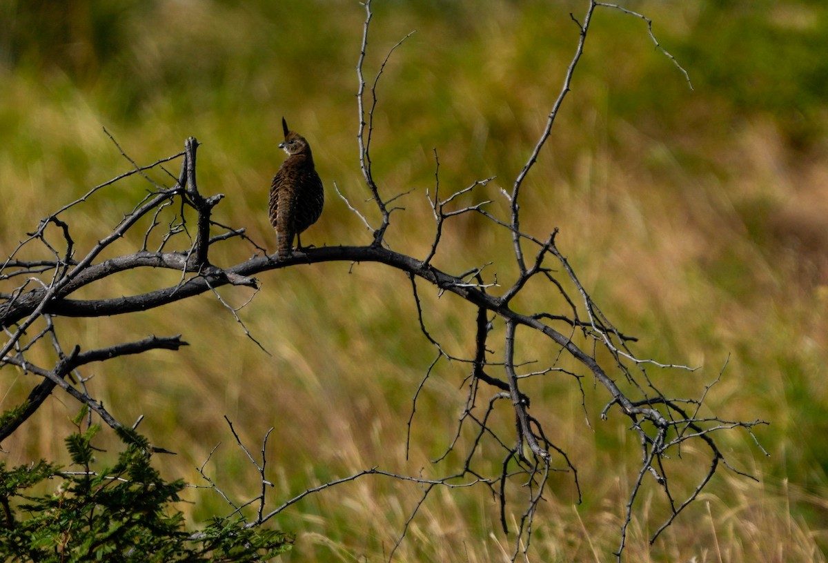 Banded Quail - ML628890491