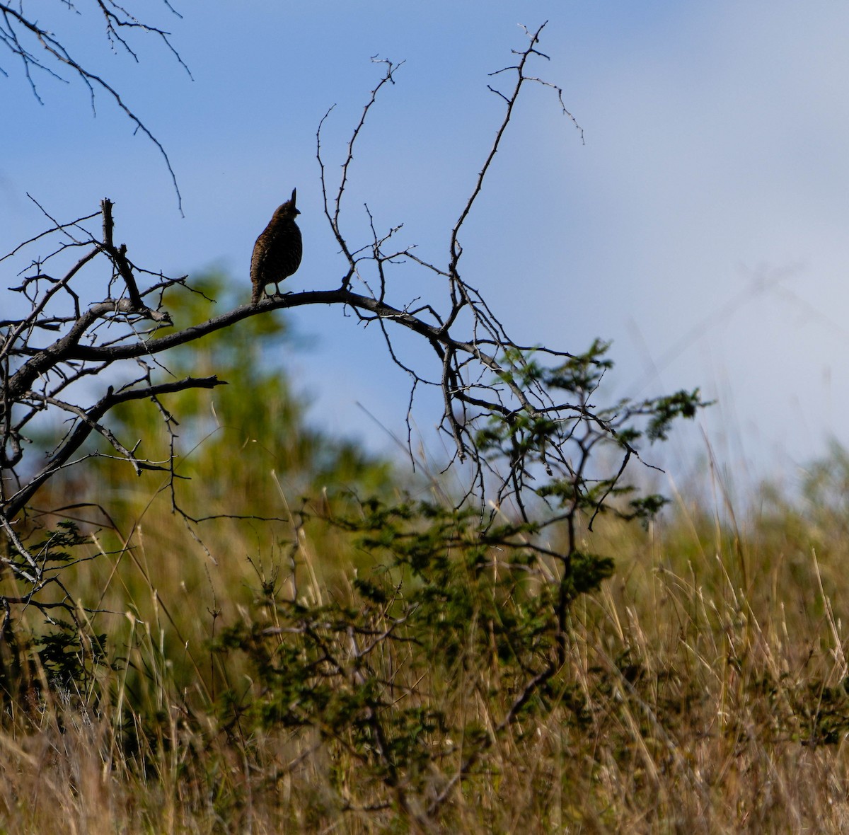 Banded Quail - ML628890493