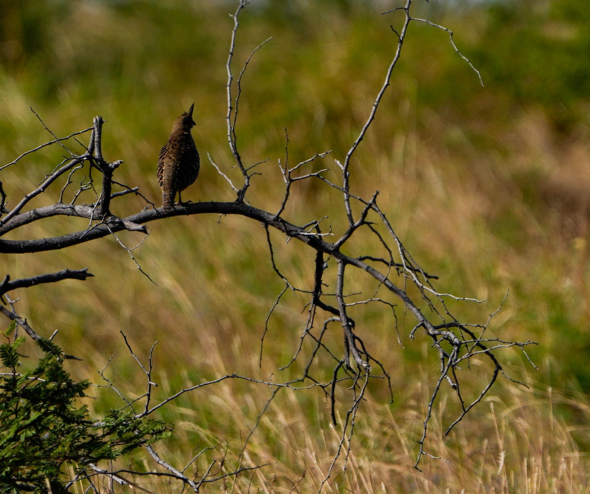 Banded Quail - ML628890496