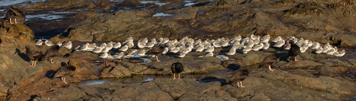 Sanderling - ML628890631