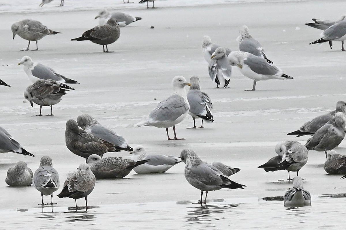 Glaucous Gull - ML628890725