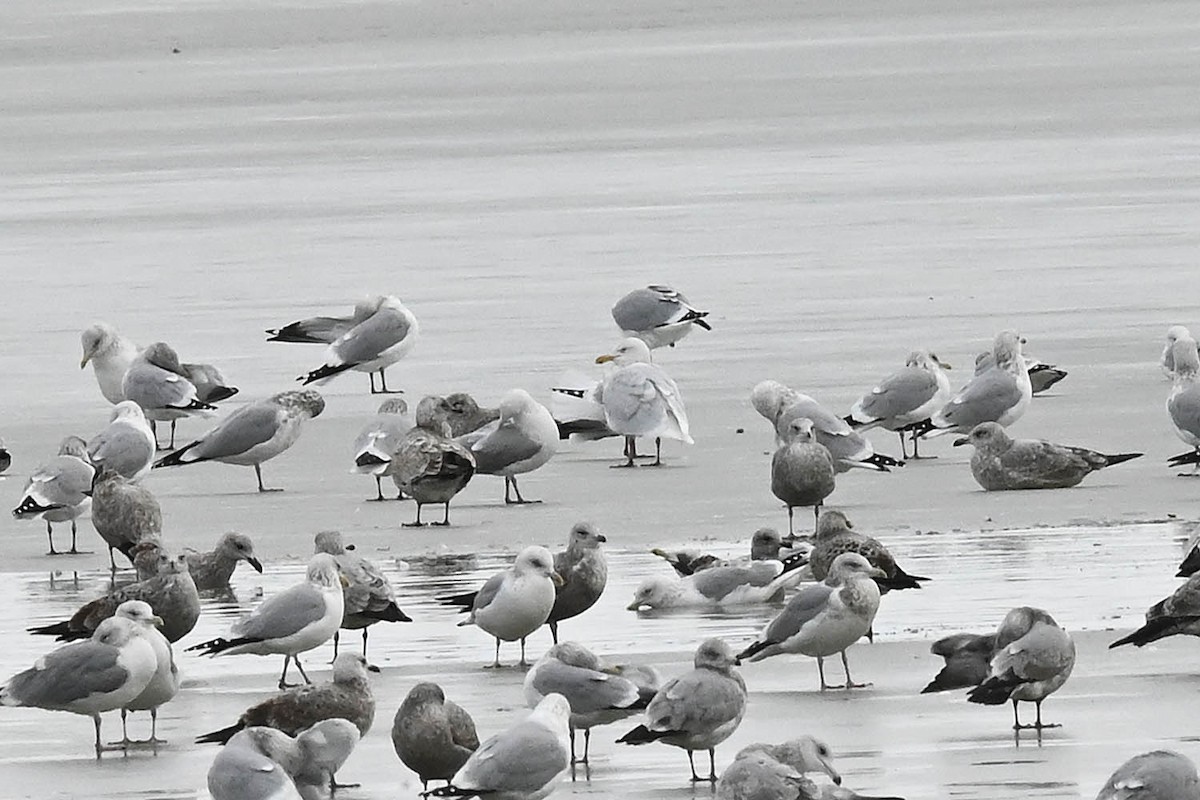 Glaucous Gull - ML628890726