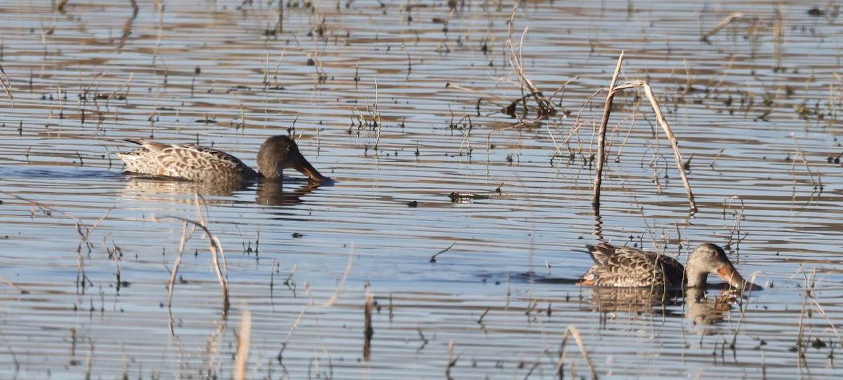 Northern Shoveler - ML628890771