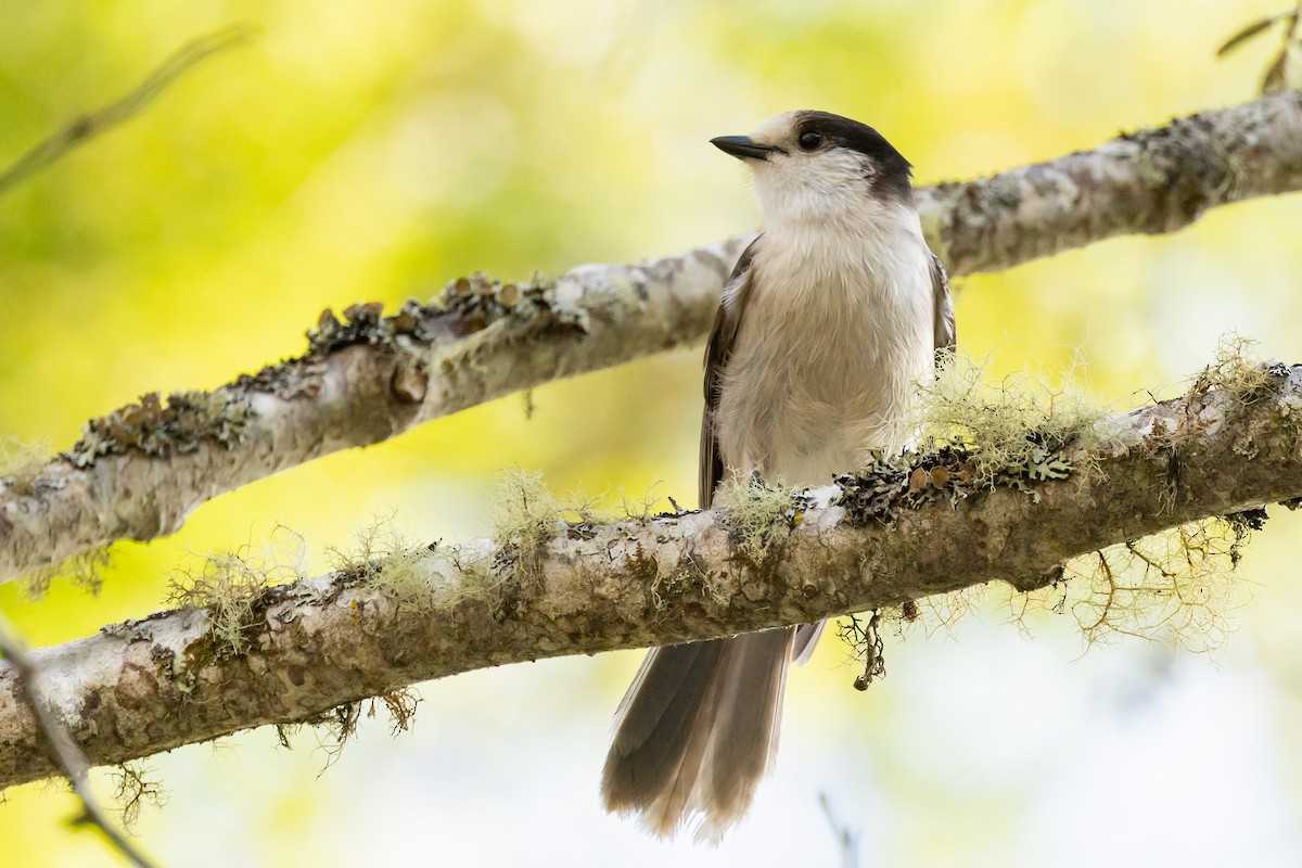 Canada Jay - ML628890776