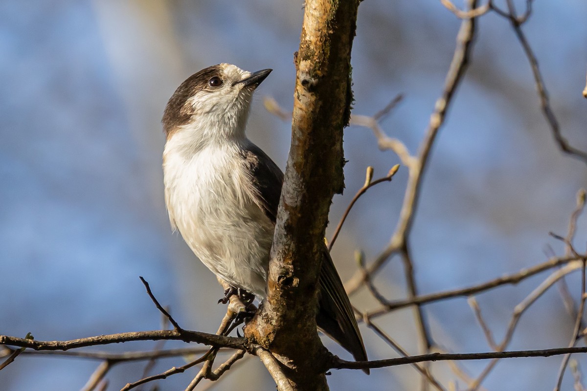 Canada Jay - ML628890786