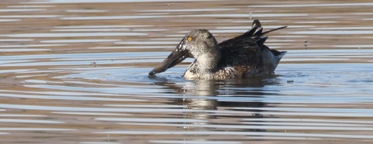 Northern Shoveler - ML628890790