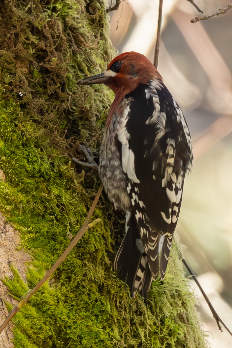 Red-breasted Sapsucker - ML628890801