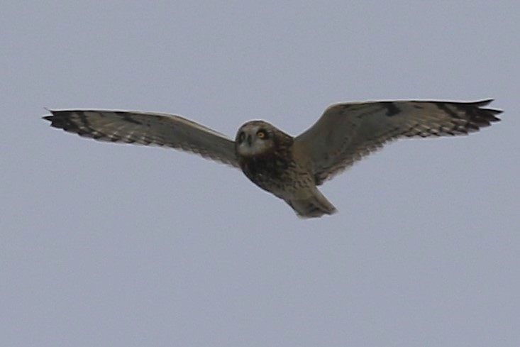 Hibou des marais - ML628890866