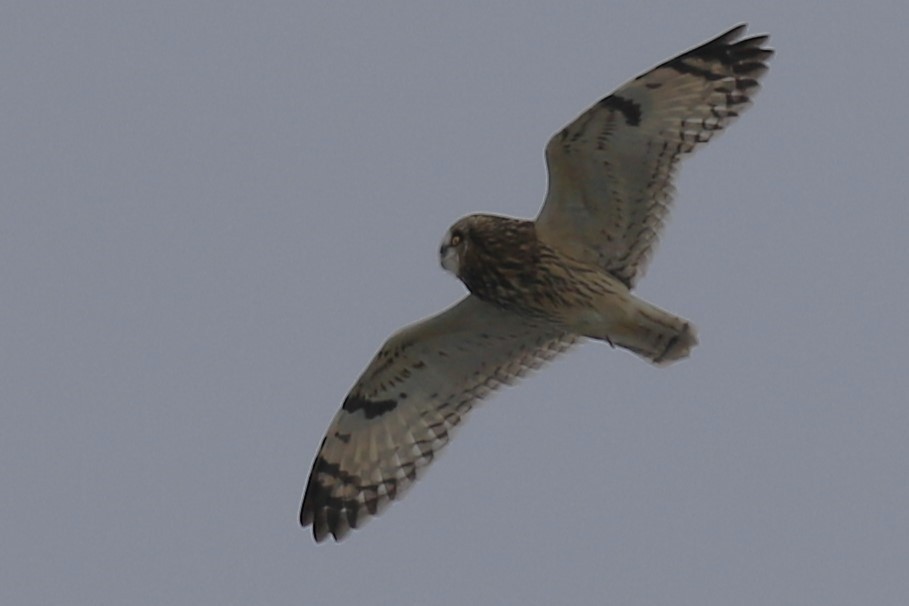 Hibou des marais - ML628890868