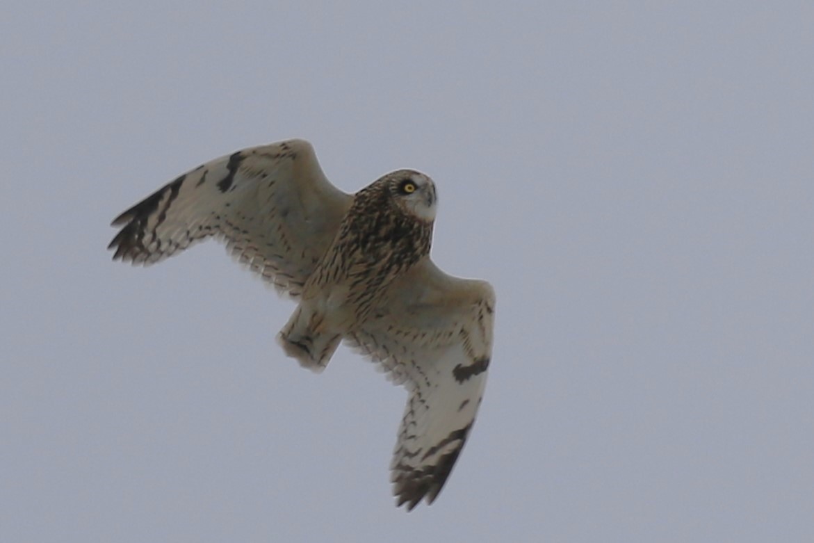 Hibou des marais - ML628890869