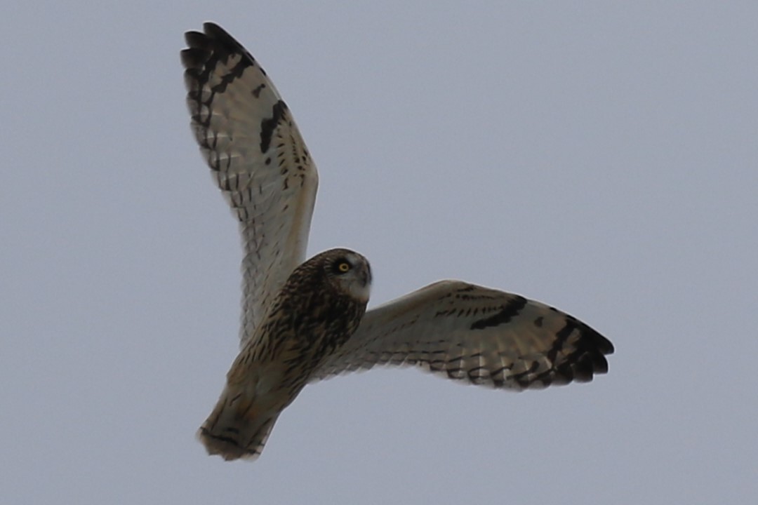 Hibou des marais - ML628890870