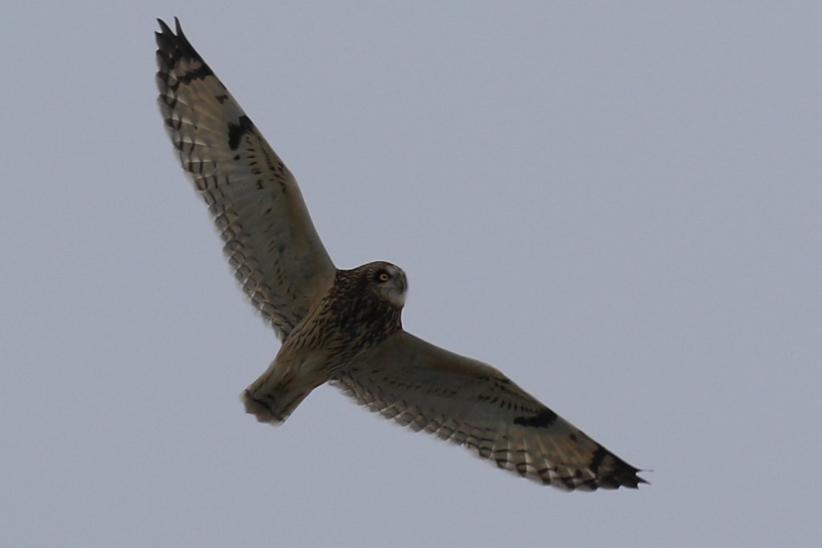 Hibou des marais - ML628890871