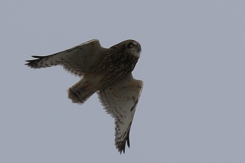 Hibou des marais - ML628890872