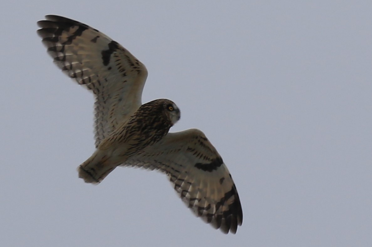 Hibou des marais - ML628890873