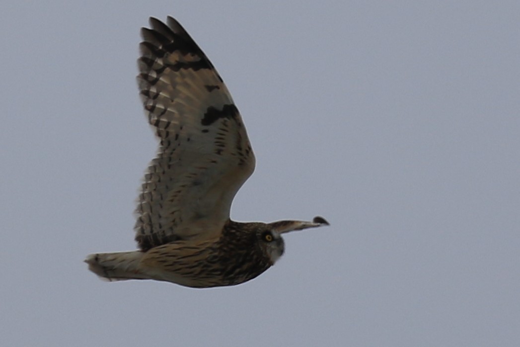 Hibou des marais - ML628890874