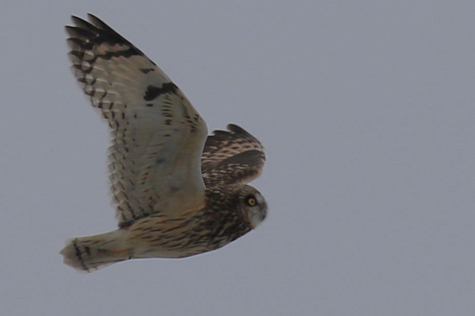 Hibou des marais - ML628890875