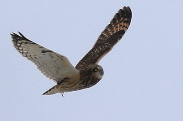 Hibou des marais - ML628890876