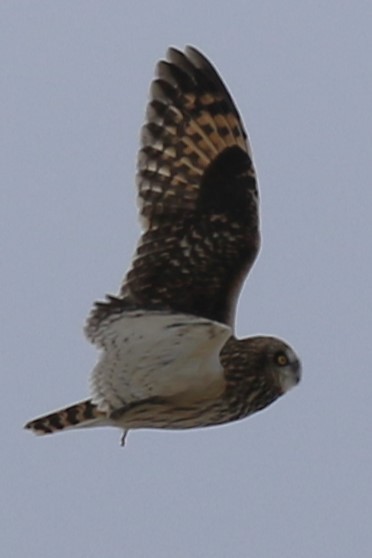 Hibou des marais - ML628890877