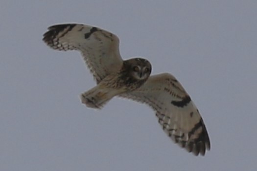 Hibou des marais - ML628890878