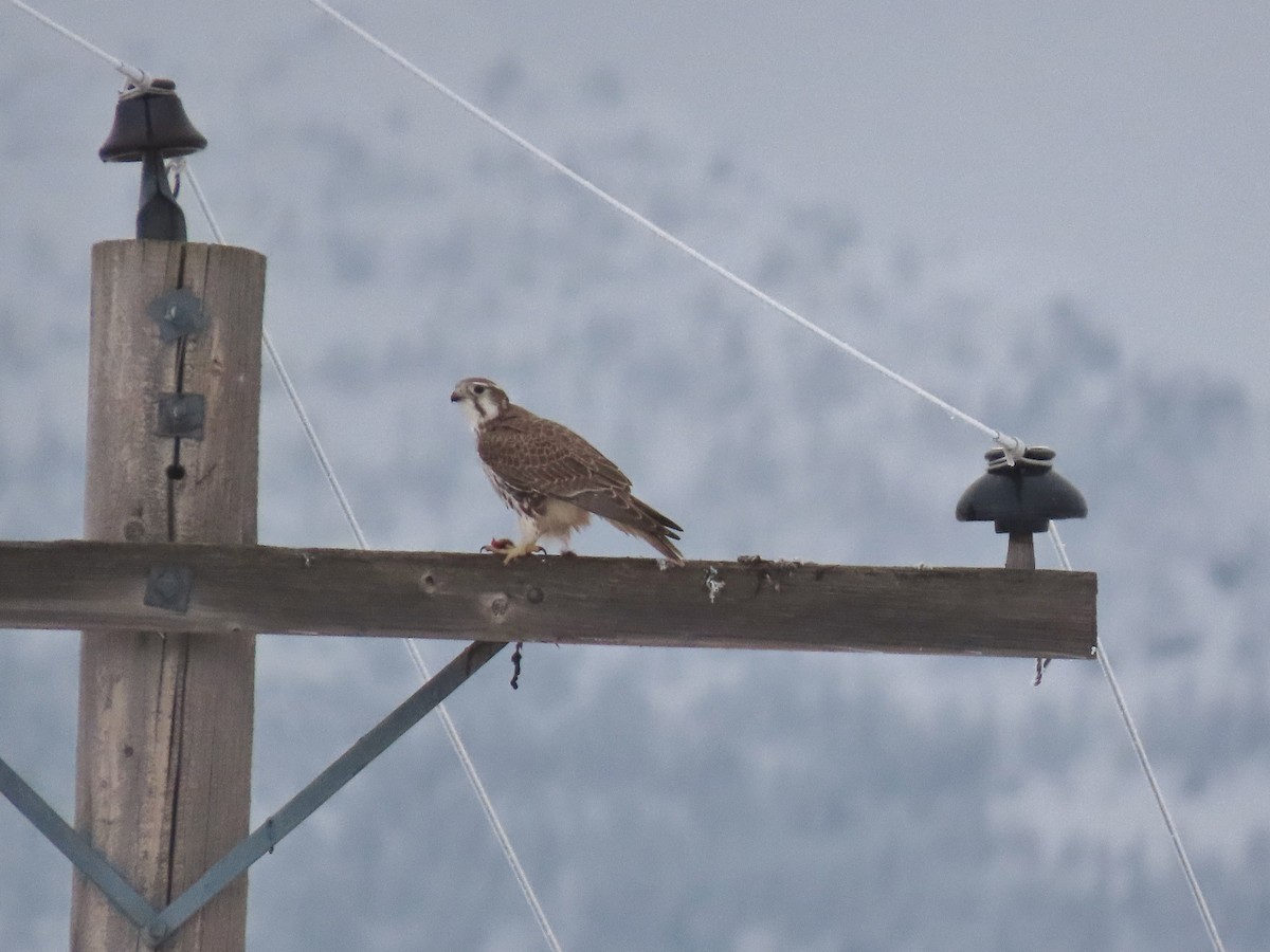 Prairie Falcon - ML628890898