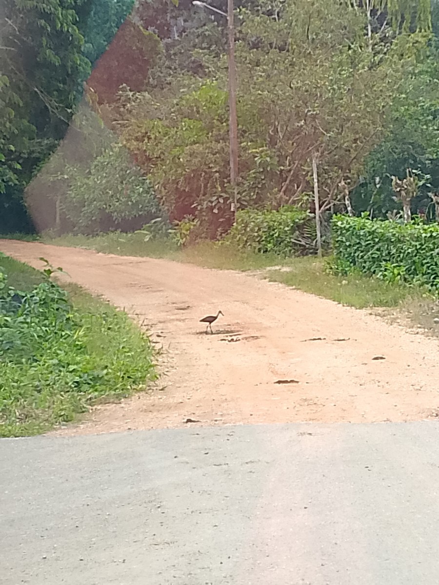 Limpkin - ML628890902