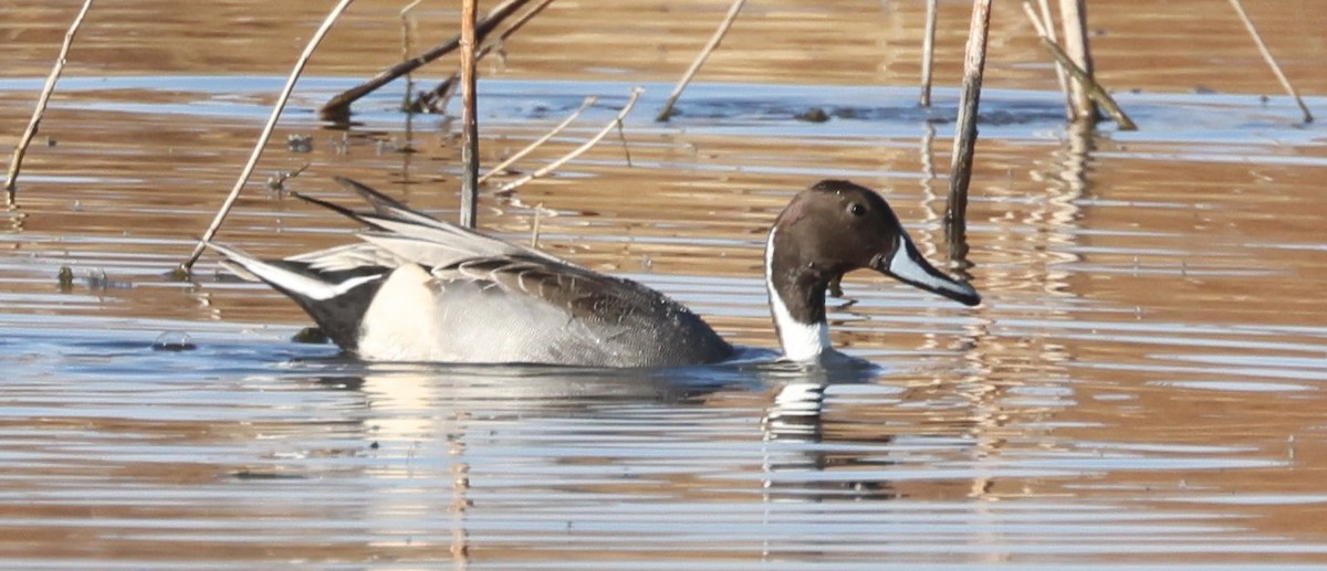 Northern Pintail - ML628890909