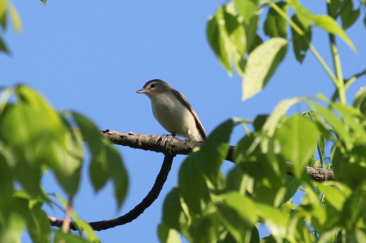 Warbling Vireo - ML628890952
