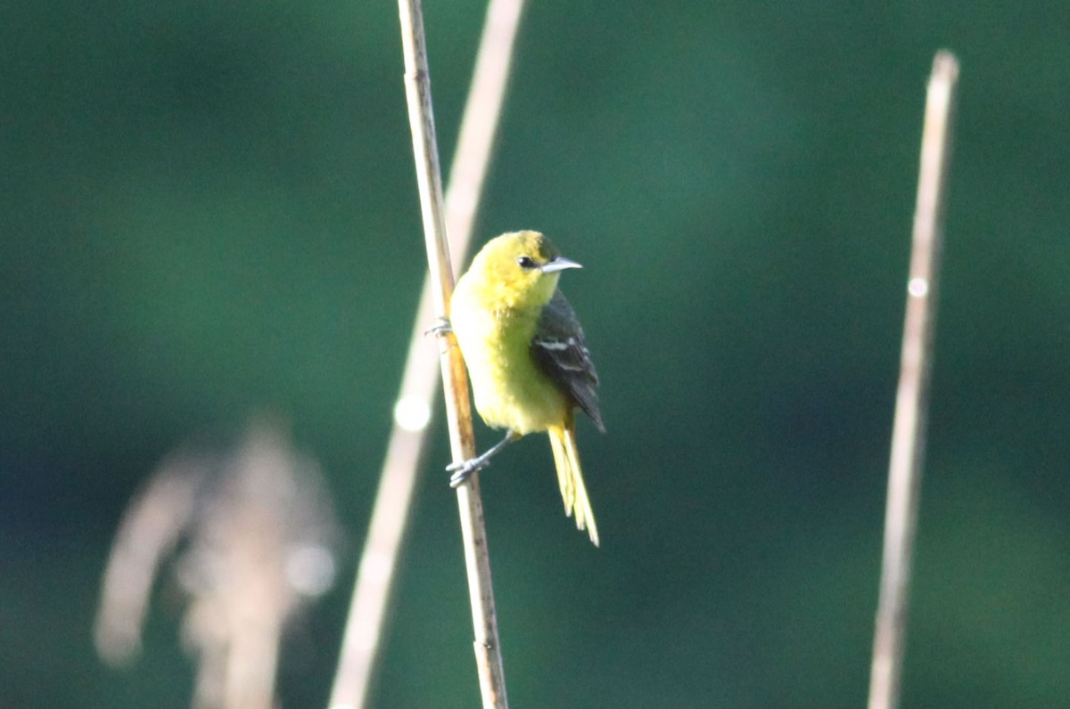 Orchard Oriole - ML628890960