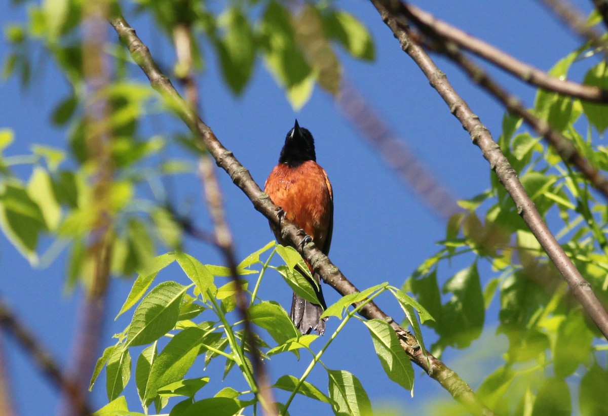 Orchard Oriole - ML628890961
