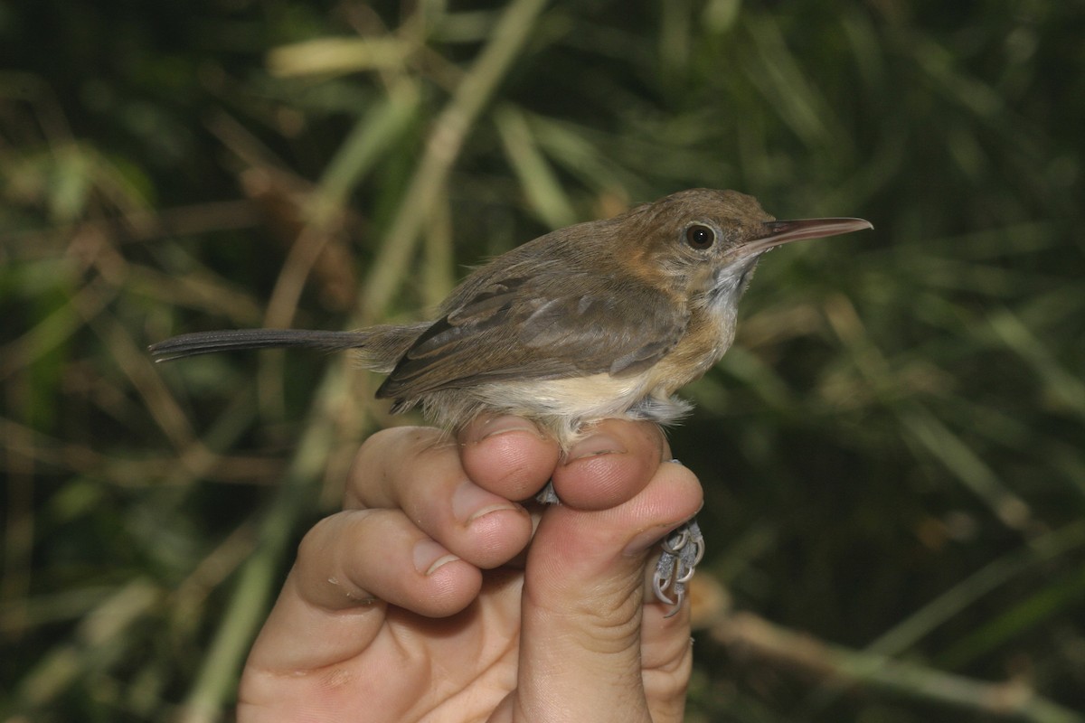 Chattering Gnatwren - ML628891017