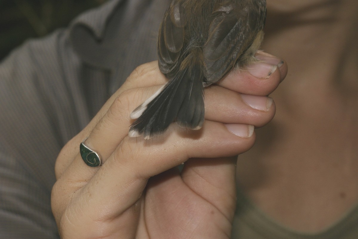 Chattering Gnatwren - ML628891018