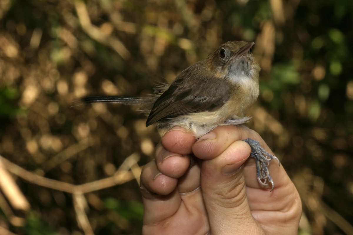 Chattering Gnatwren - ML628891019