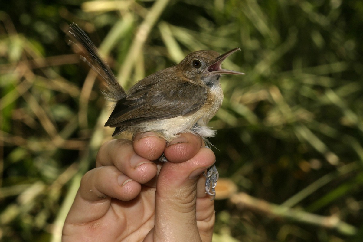 Chattering Gnatwren - ML628891021