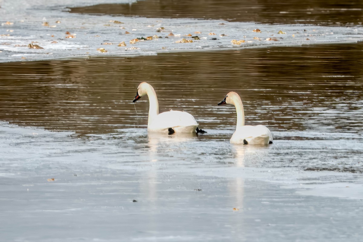 Tundra Swan - ML628891188
