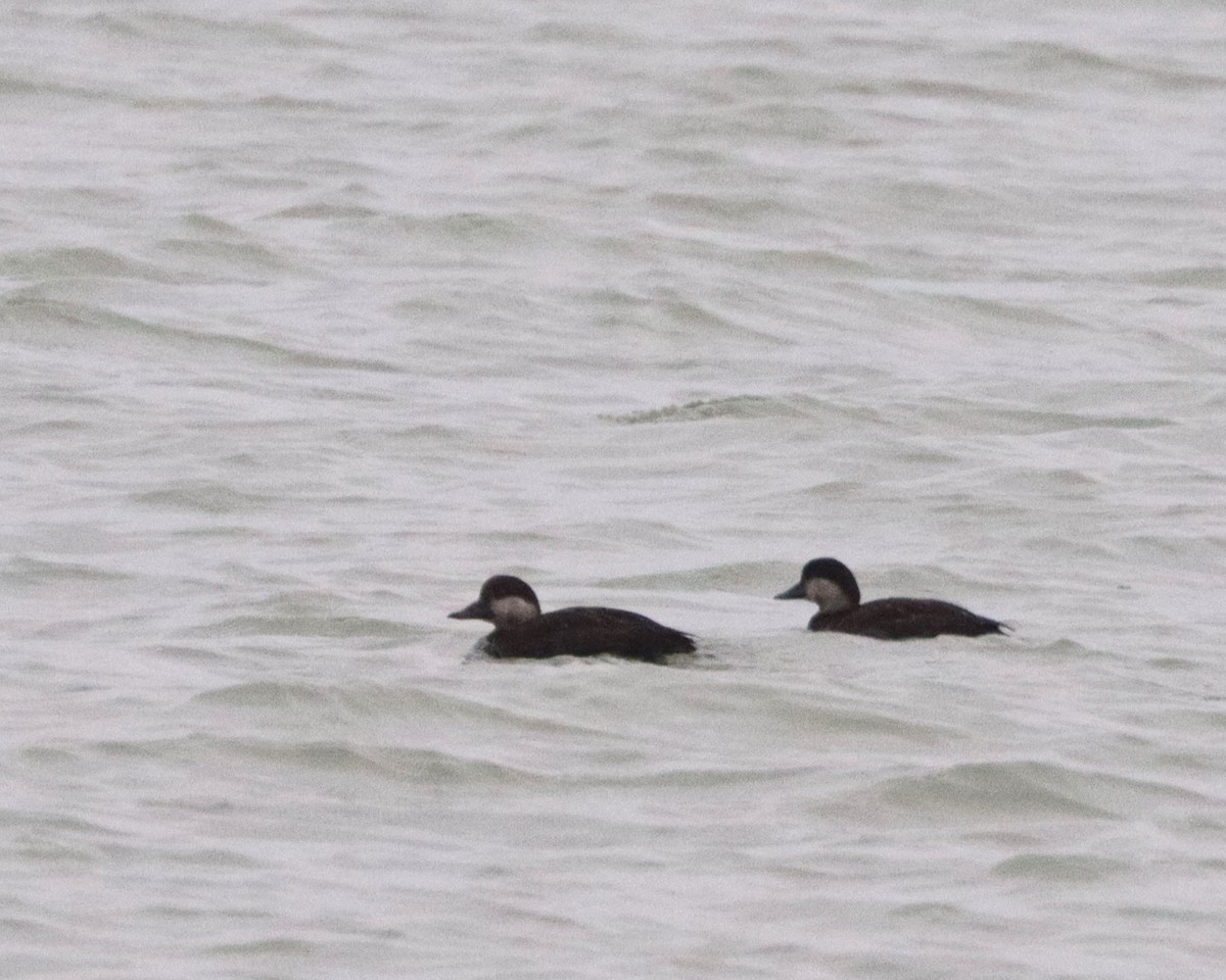 Black Scoter - ML628891194