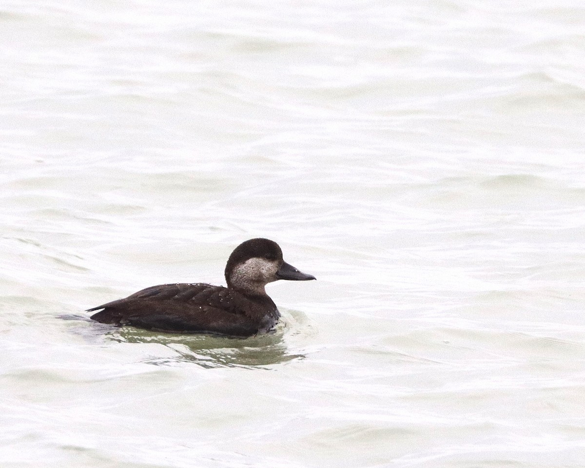 Black Scoter - ML628891195