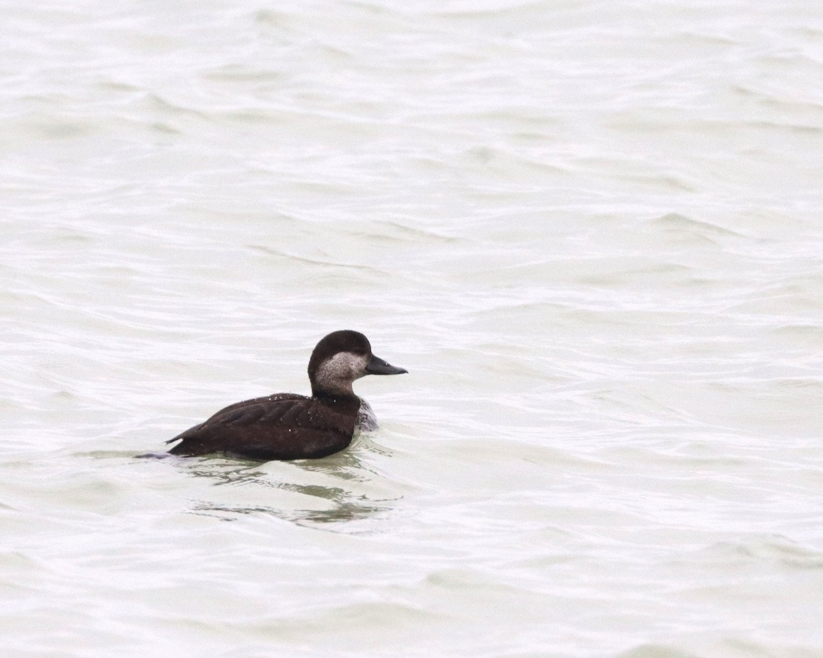 Black Scoter - ML628891196