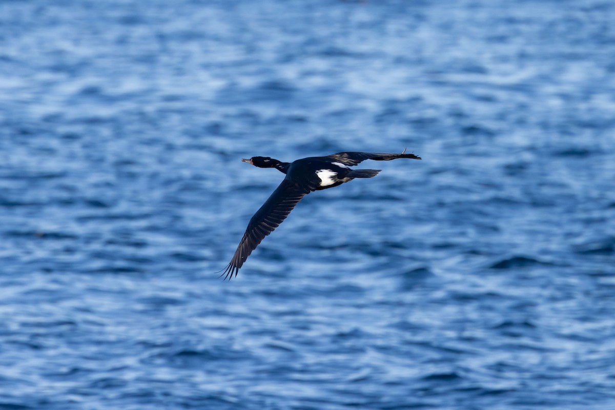 Pelagic Cormorant - ML628891473