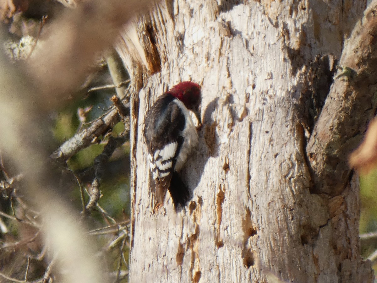 Red-headed Woodpecker - ML628891665