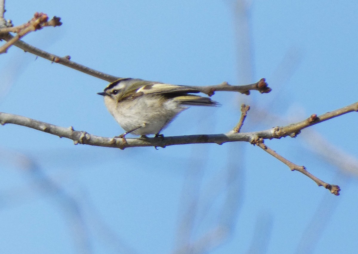 Golden-crowned Kinglet - ML628891703