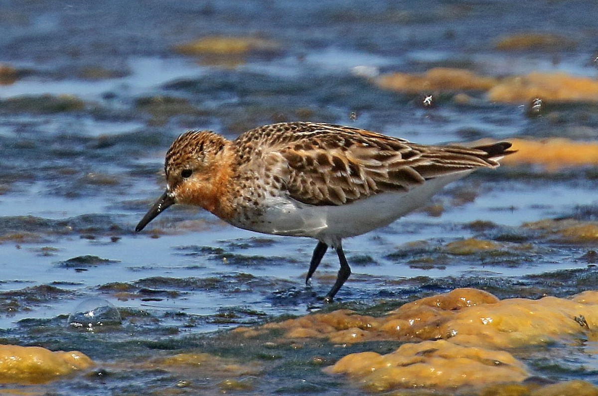Red-necked Stint - Kenneth Trease